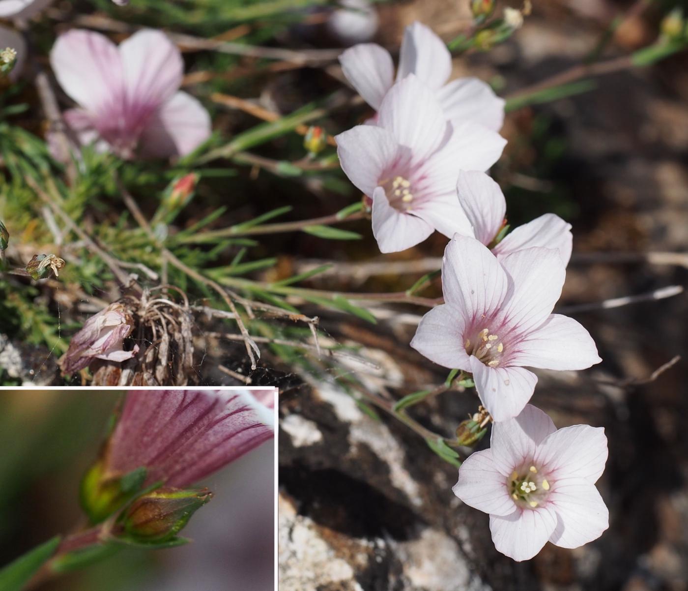 Flax, White flower